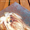 Yorkshire Terrier Rachael Hale Glittery Dog Card Monty Close Up